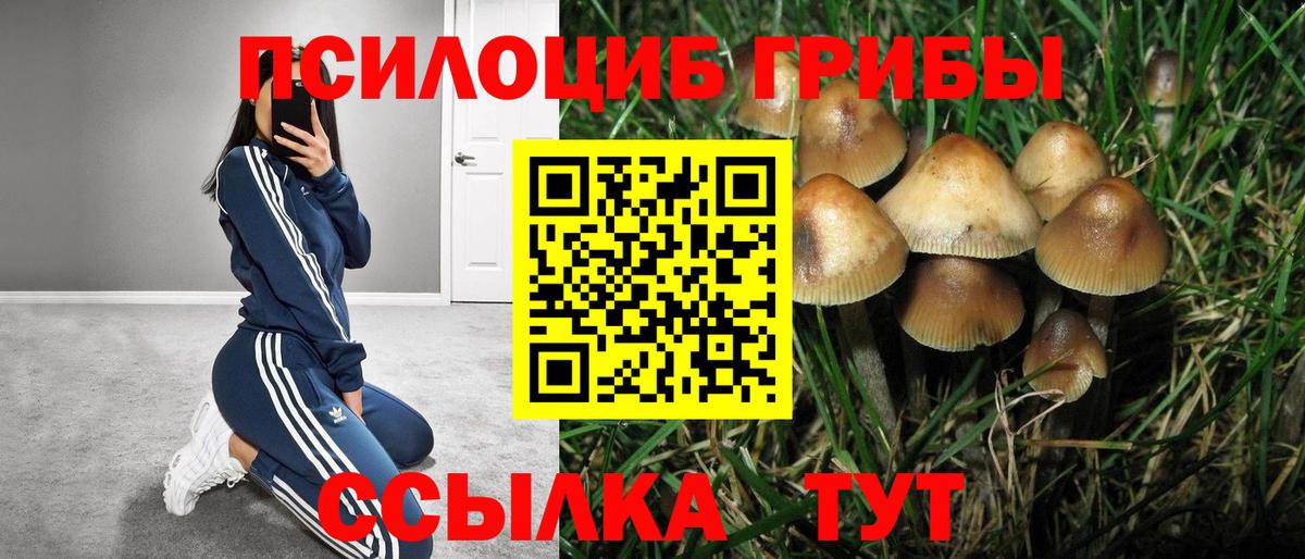 Псилоцибиновые грибы прущие грибы Новокубанск